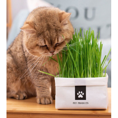 Cat grass planting cat snacks removing globose hair cat grass planting set cat products snacks digestive supplies